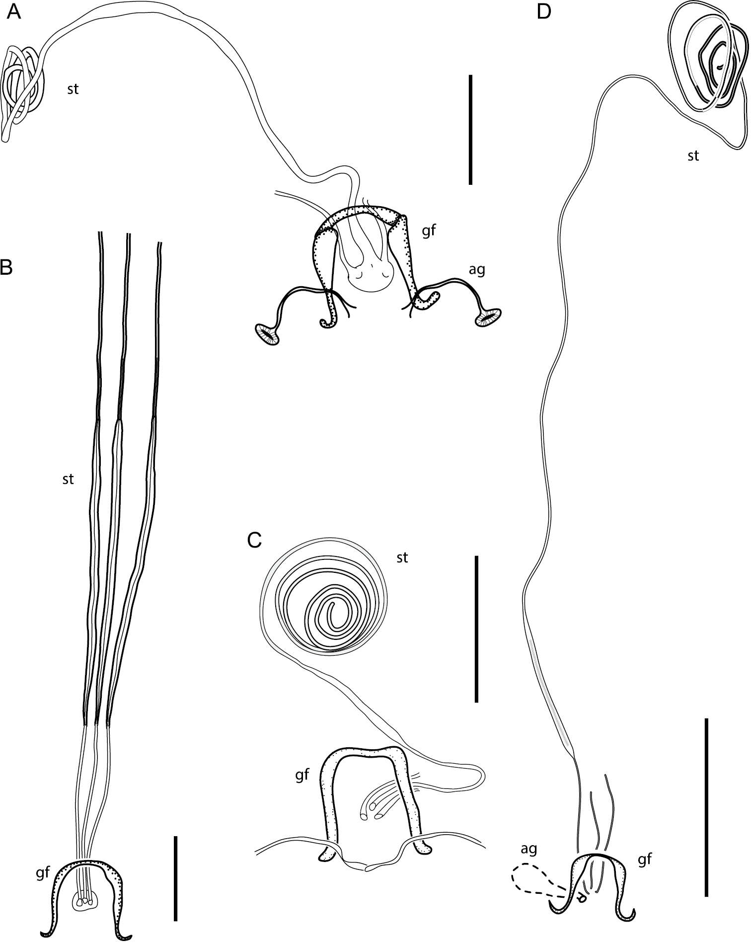 Image of Oidardis marinonii Cezar, Fisher & Lamas 2013