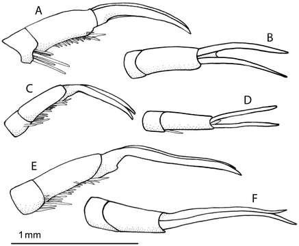 Image of Rhantus