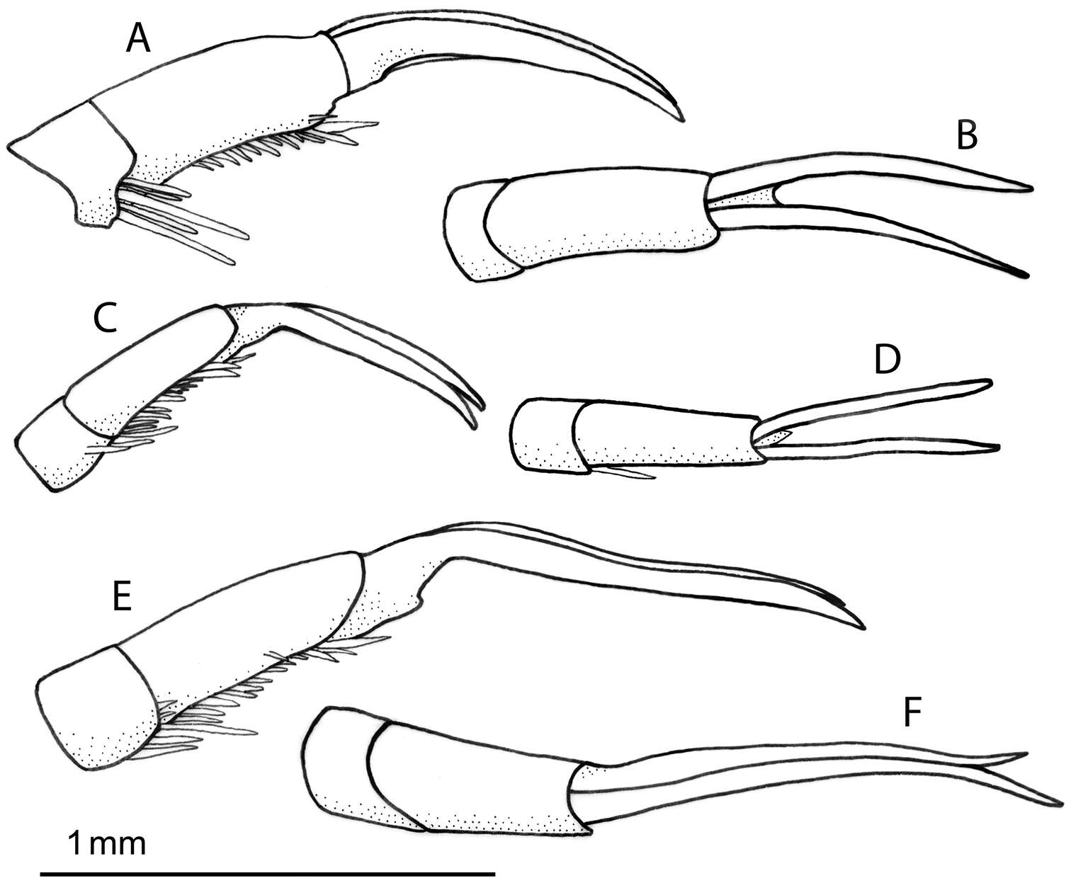 Image of Rhantus