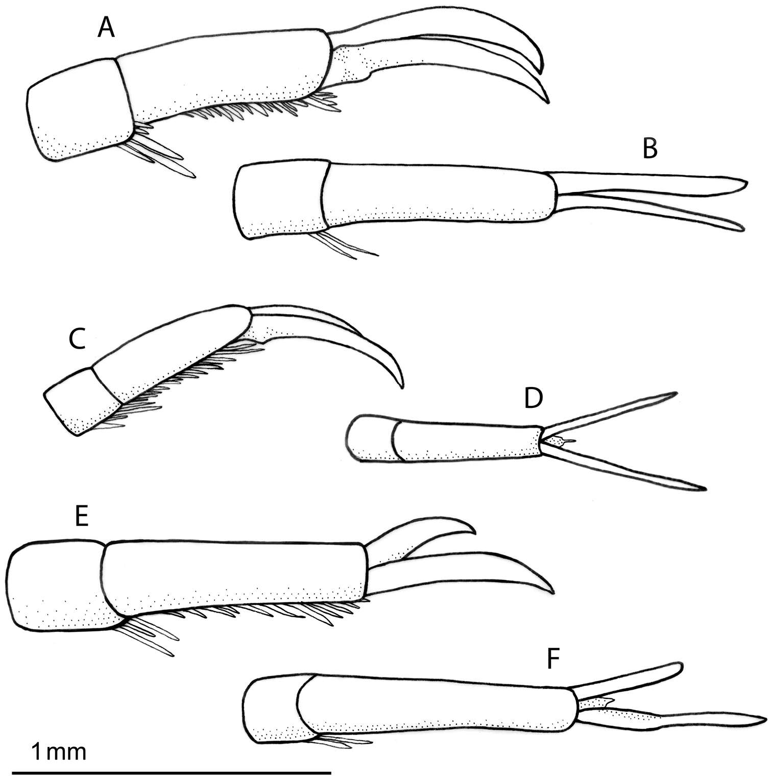 Image of Rhantus