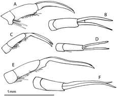 Image of Rhantus