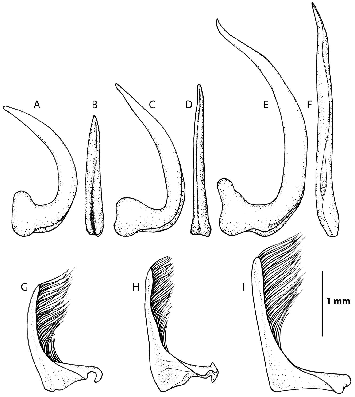 Image of Rhantus