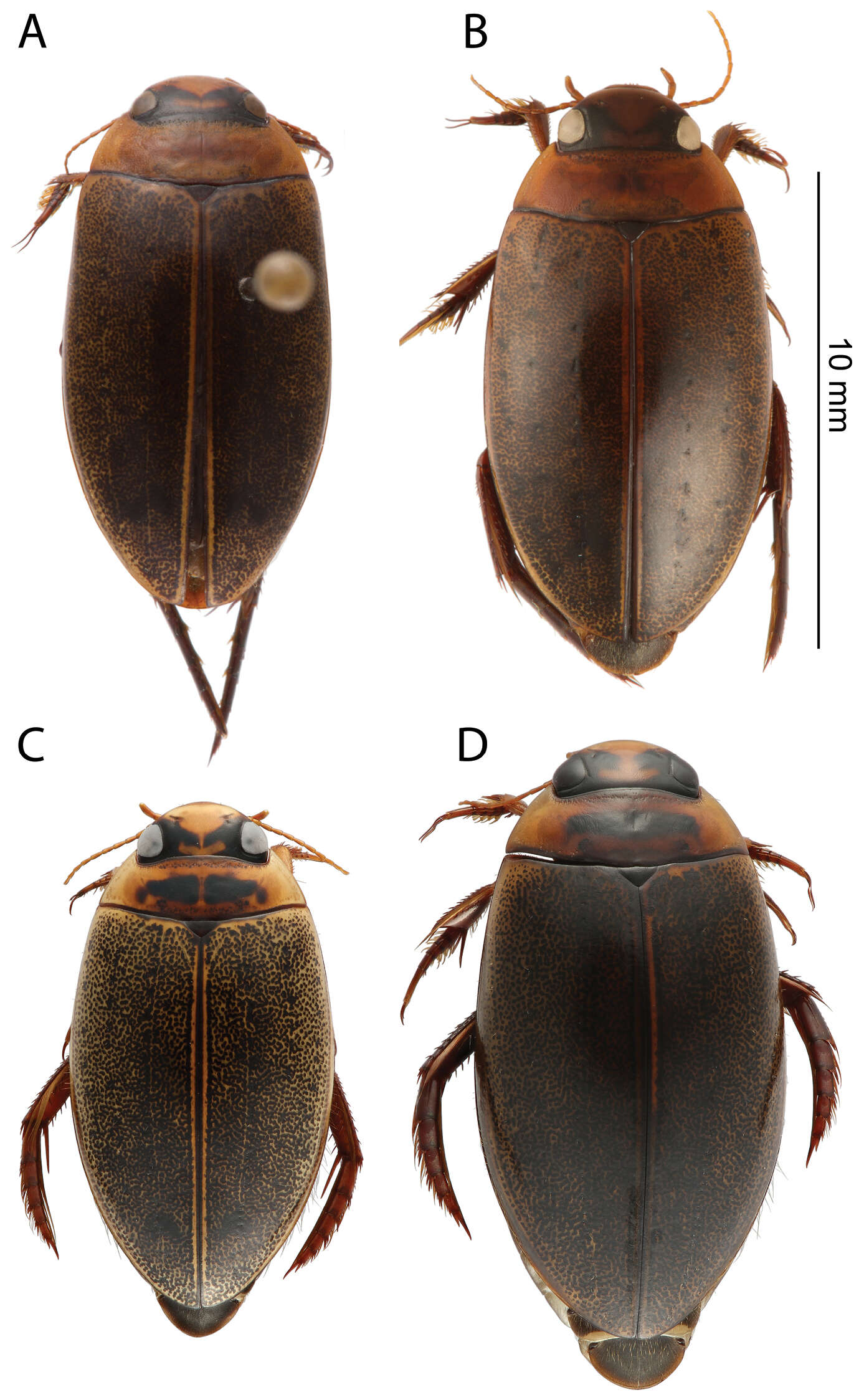 Image of Rhantus (Rhantus) latus (Fairmaire 1869)