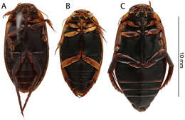 Image of Rhantus (Rhantus) latus (Fairmaire 1869)