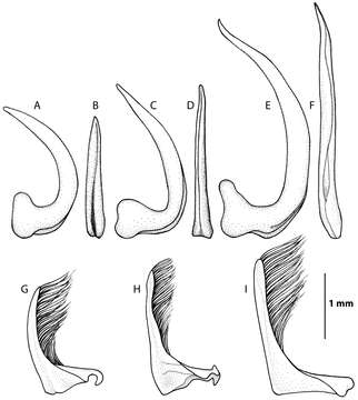 Image of Rhantus (Rhantus) latus (Fairmaire 1869)