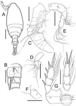 Image of Cyclopidae Rafinesque 1815