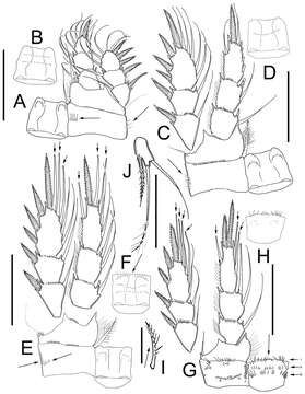 Image of Cyclopidae Rafinesque 1815