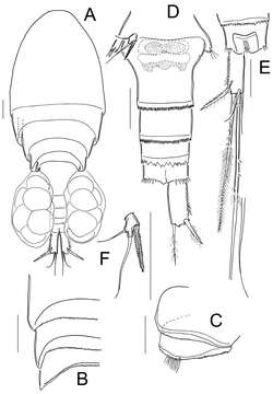 Image of Cyclopidae Rafinesque 1815