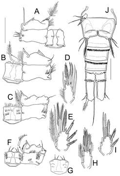 Image of Cyclopidae Rafinesque 1815