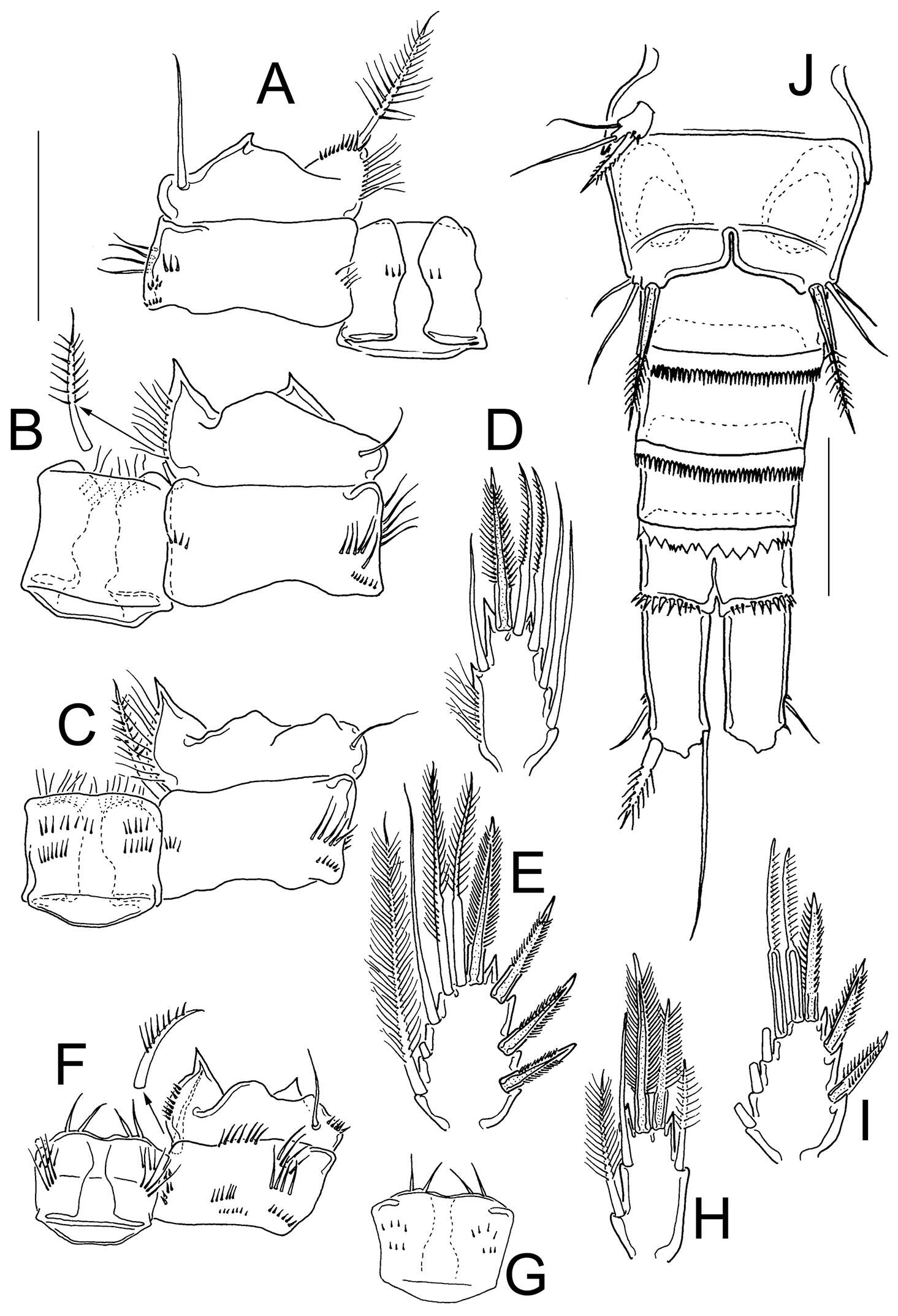 Image of Eucyclops angeli Gutiérrez-Aguirre & Cervantes-Martínez 2013