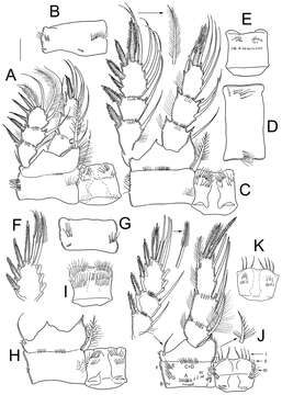 Image of Cyclopidae Rafinesque 1815