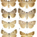 Sivun <i>Lygephila lusoria glycyrrhizae</i> (Rambur 1866) kuva