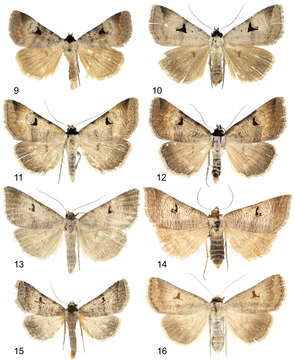 Image of Lygephila subpicata (Wiltshire 1971)