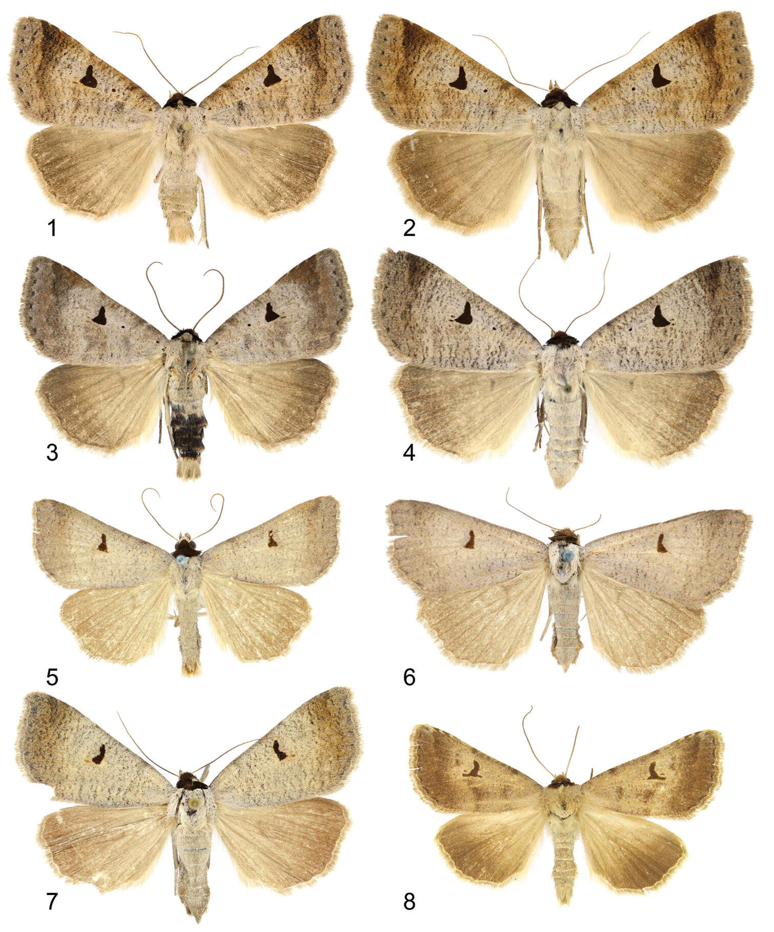 Image of Lygephila moellendorffi (Herz 1904)