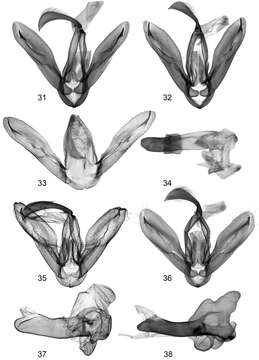 Image of Lygephila moellendorffi (Herz 1904)