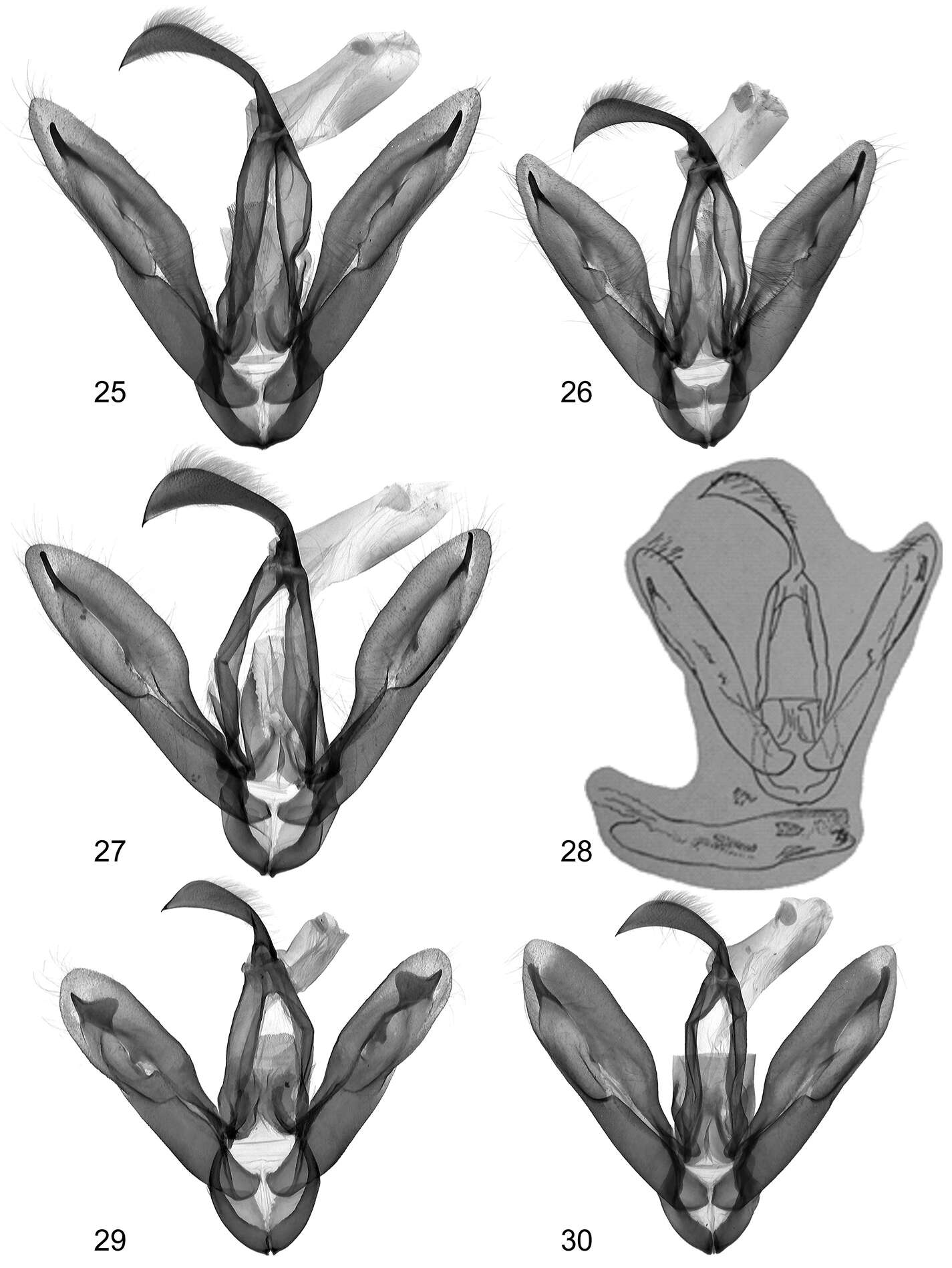 Image of Lygephila alaica Remm 1983