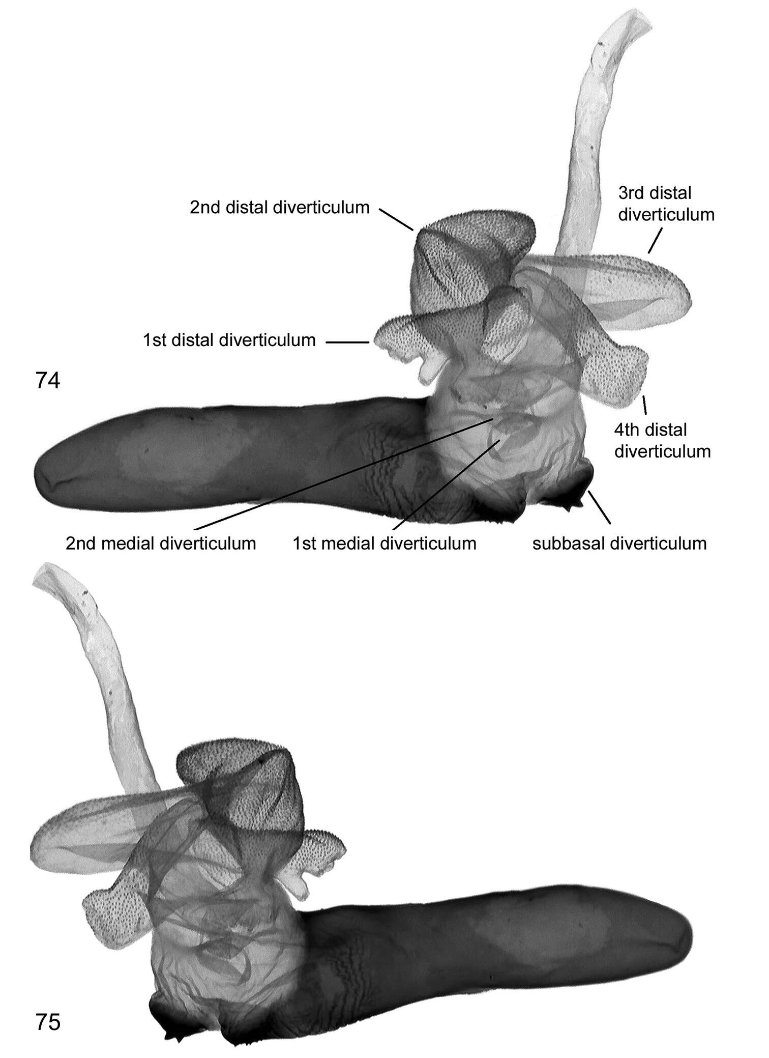 Image of Lygephila alaica Remm 1983