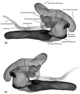 Sivun <i>Lygephila <i>lusoria</i></i> lusoria kuva