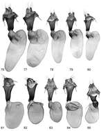 Sivun <i>Lygephila <i>lusoria</i></i> lusoria kuva