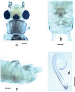 Image of Neoperla mesospina Li, Weihai & G. Wang 2013