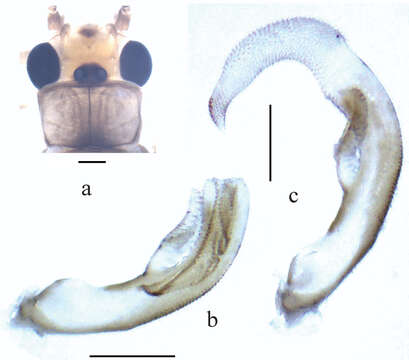 Image of Neoperla yao Stark 1987