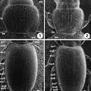 Image of Zapotecanillus oaxacanus Sokolov 2013