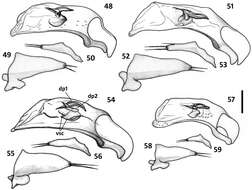 Image of Zapotecanillus longinoi Sokolov 2013