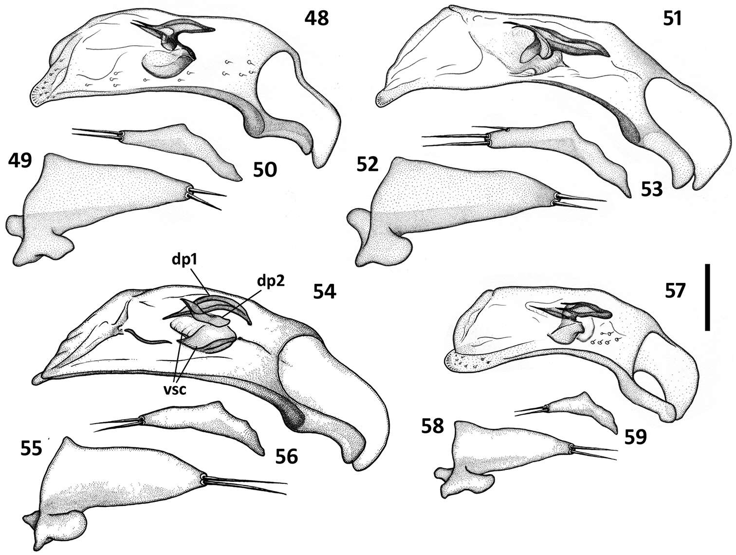 Image of Zapotecanillus longinoi Sokolov 2013