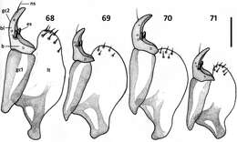 Image of Zapotecanillus longinoi Sokolov 2013