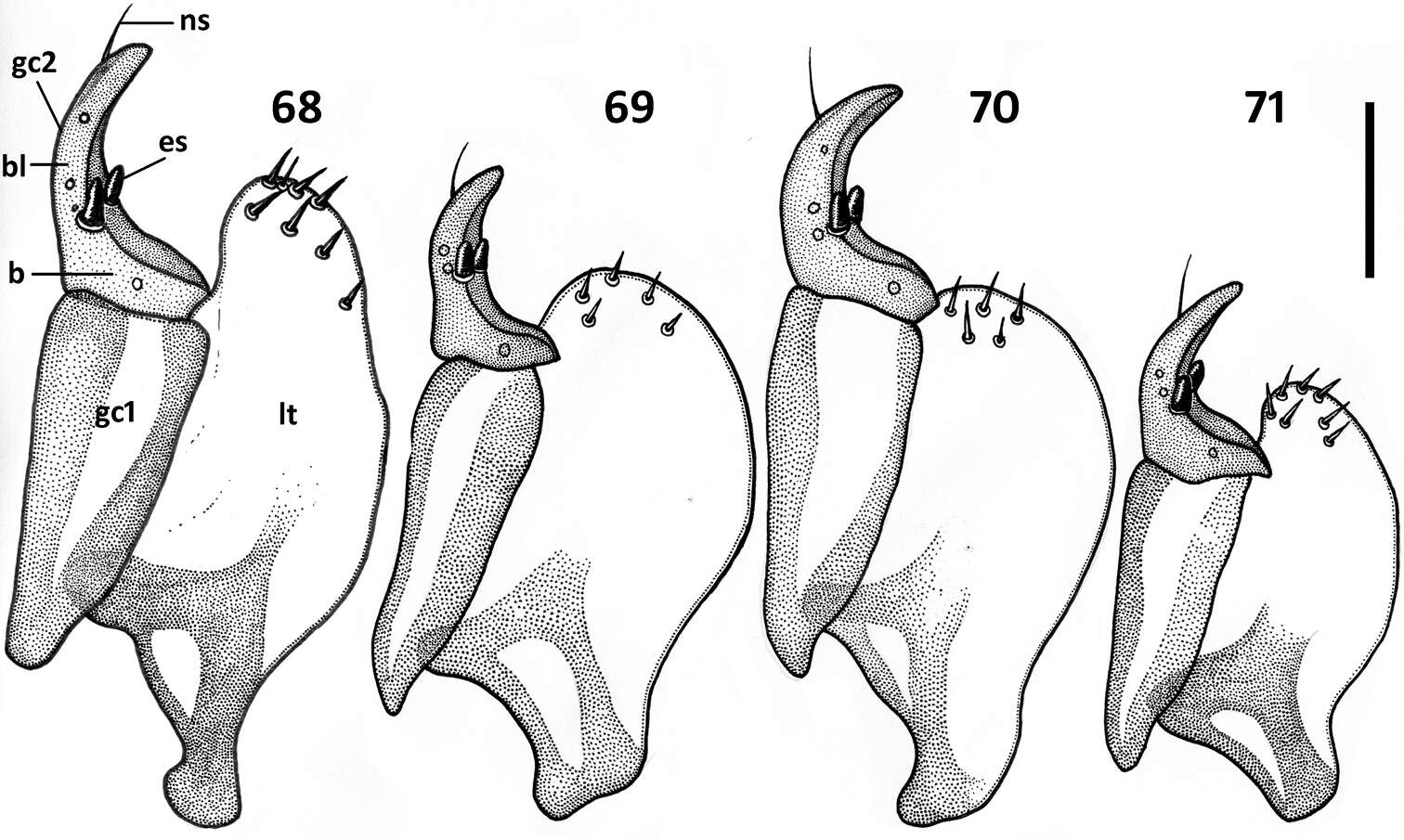 Image of Zapotecanillus longinoi Sokolov 2013