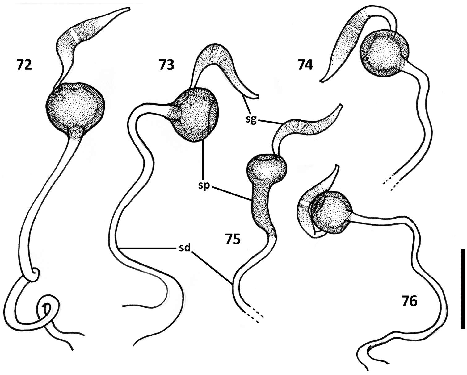 Image of Zapotecanillus longinoi Sokolov 2013