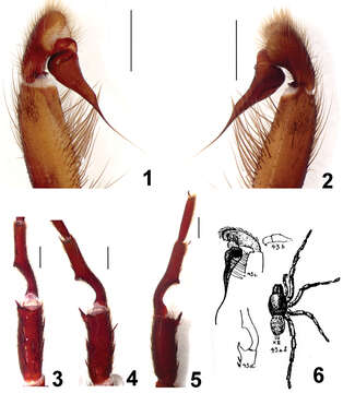 Image of Fufius