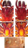 Plancia ëd Cyrtaucheniidae