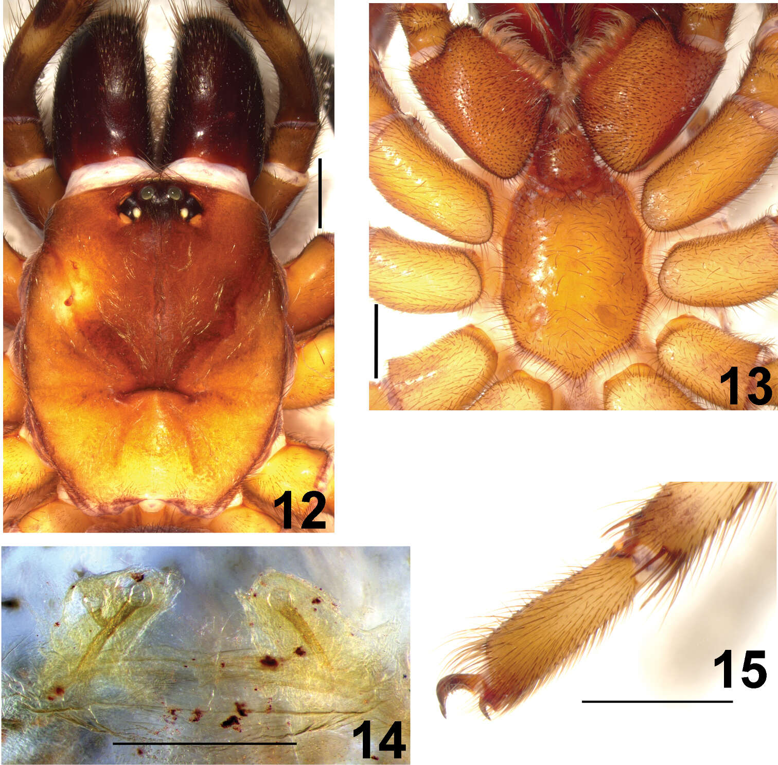 Plancia ëd Cyrtaucheniidae