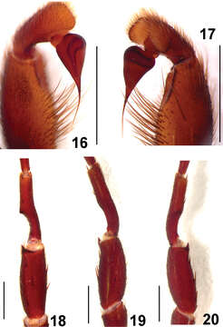 Image of Fufius candango Ortega, Nagahama, Motta & Bertani 2013