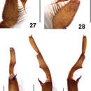 Image of Fufius minusculus Ortega, Nagahama, Motta & Bertani 2013