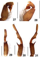 Image of Fufius minusculus Ortega, Nagahama, Motta & Bertani 2013