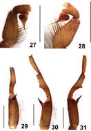 Plancia ëd Fufius minusculus Ortega, Nagahama, Motta & Bertani 2013