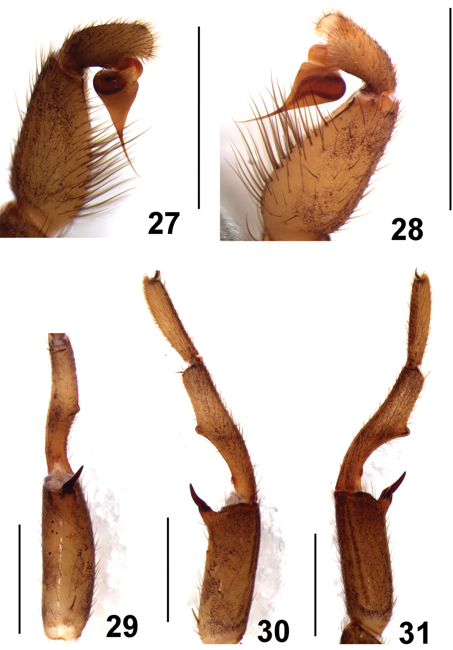 Image of Fufius minusculus Ortega, Nagahama, Motta & Bertani 2013