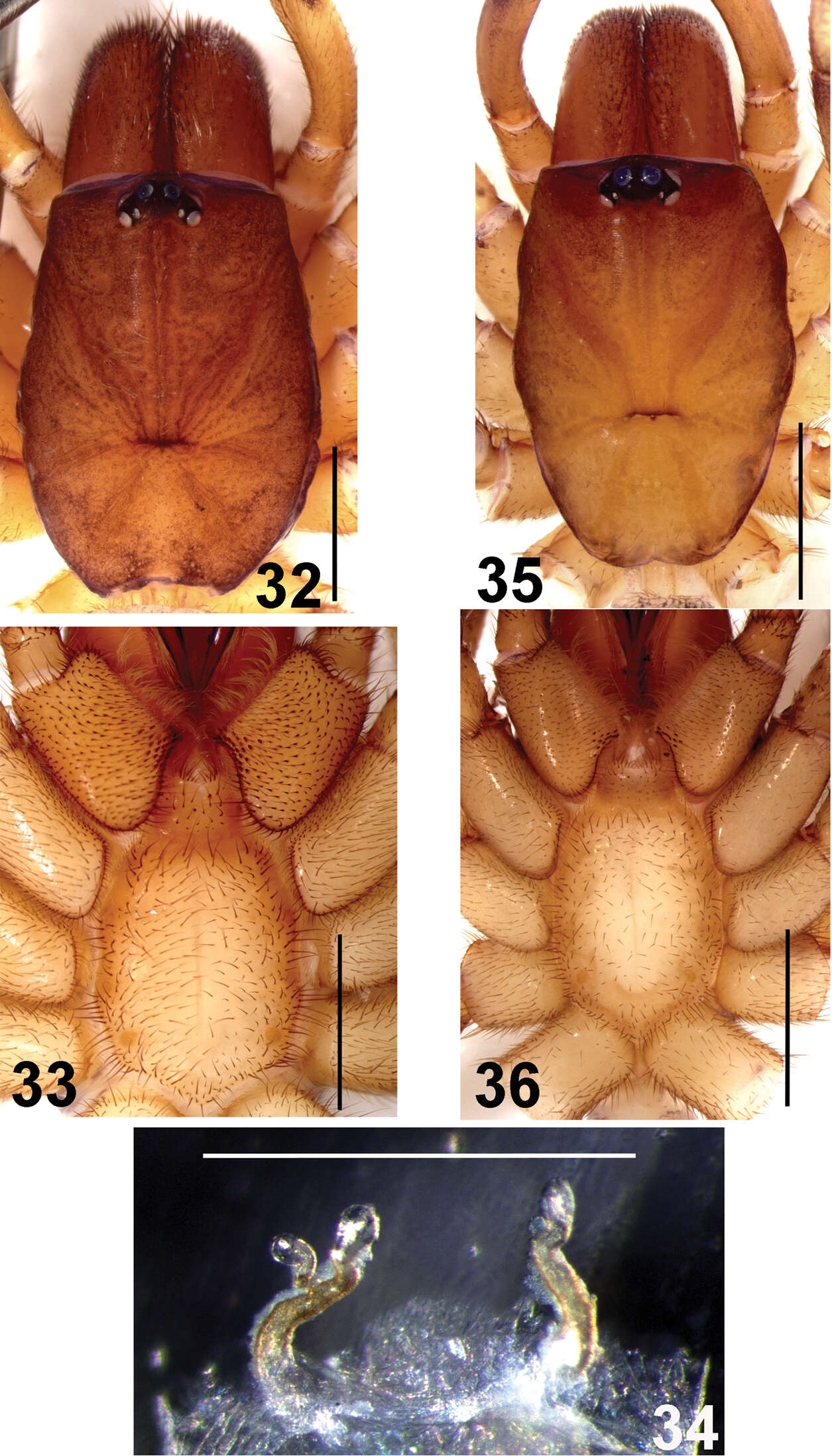 Plancia ëd Fufius minusculus Ortega, Nagahama, Motta & Bertani 2013