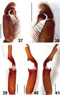 Plancia ëd Fufius jalapensis Ortega, Nagahama, Motta & Bertani 2013