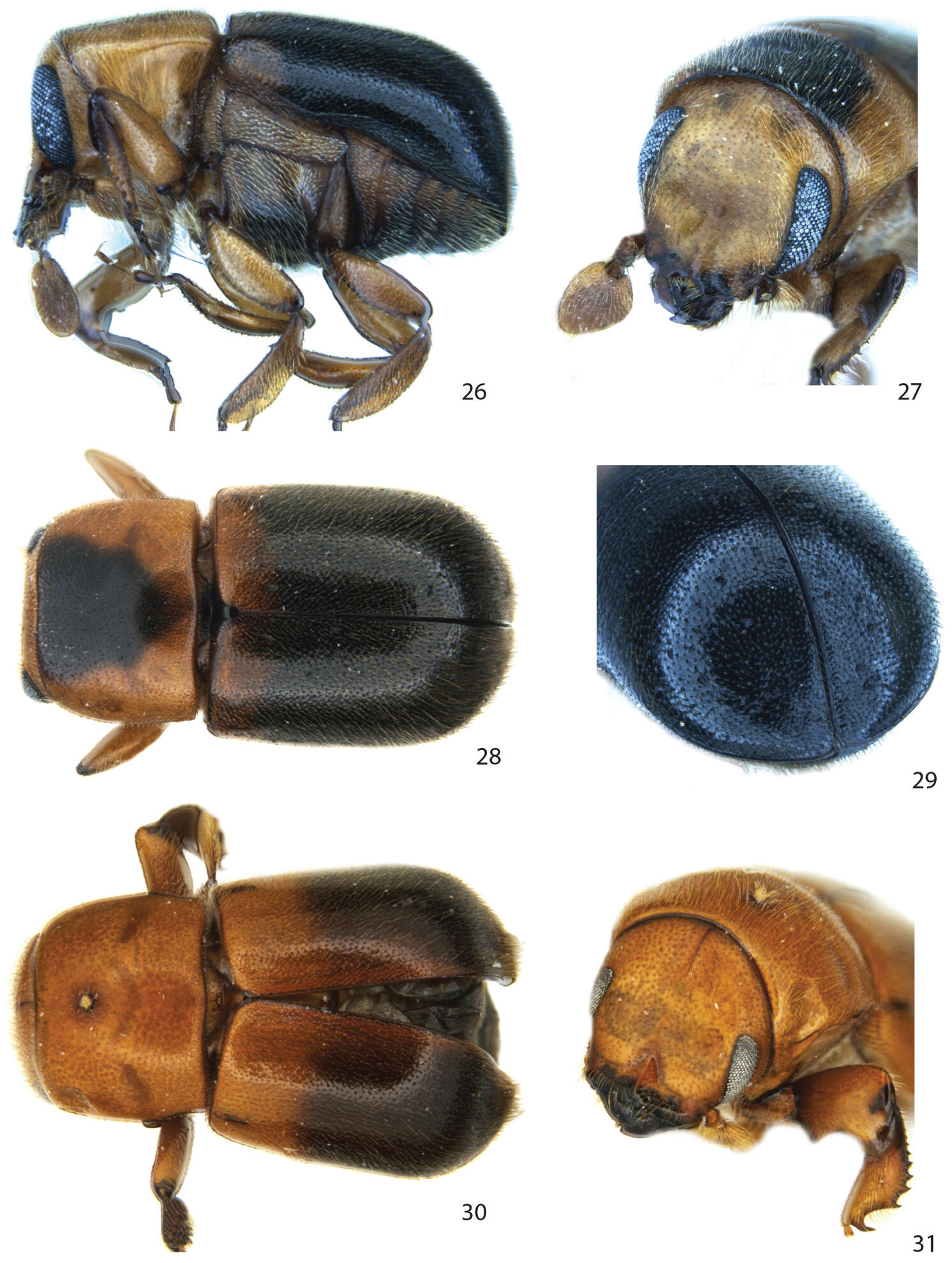 Image of Bark and Ambrosia Beetles