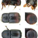 Image of Scolytoplatypus rugosus Jordal 2013