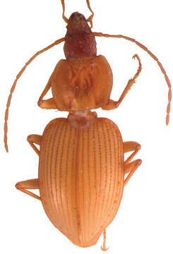 Image of Metabacetus