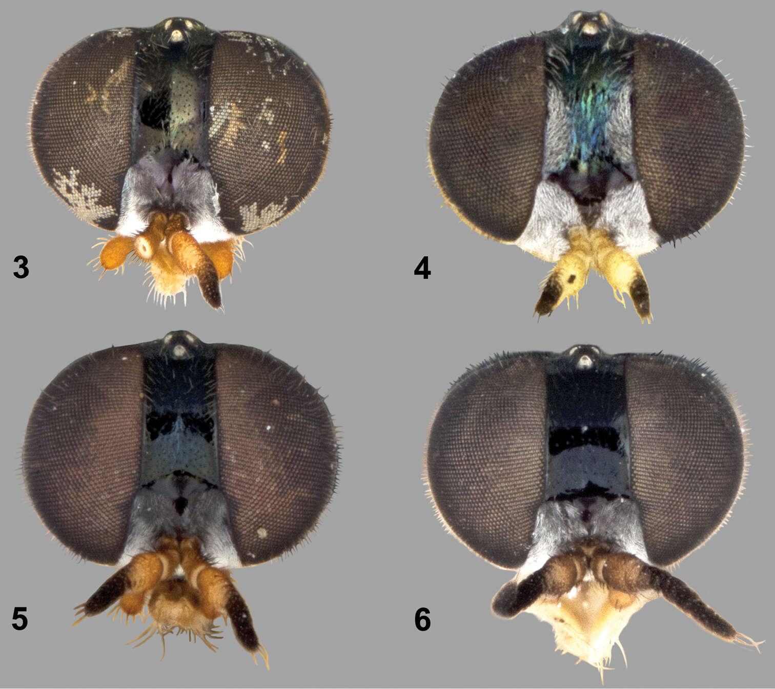 Image of Paraberismyia chiapas Woodley 2013