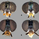 Image de Paraberismyia tzontehuitza Woodley 1995