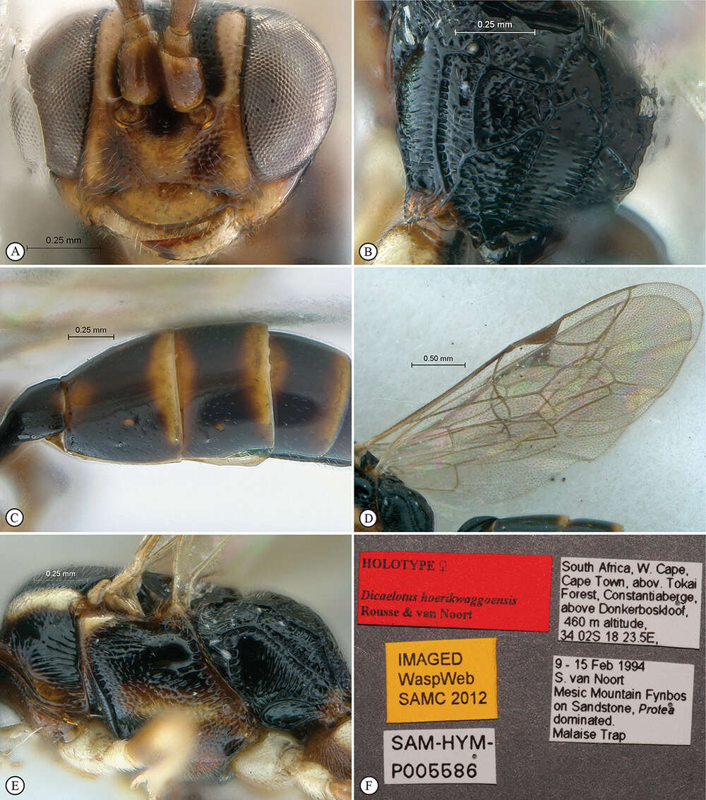 Image of Dicaelotus tablemountainensis Rousse & van Noort