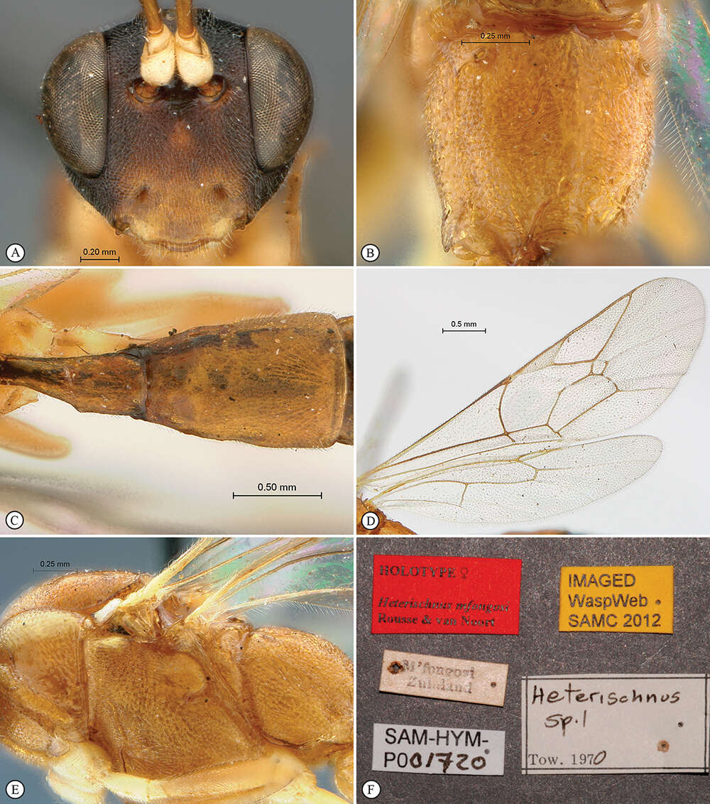 Image de Heterischnus mfongosi Rousse & van Noort