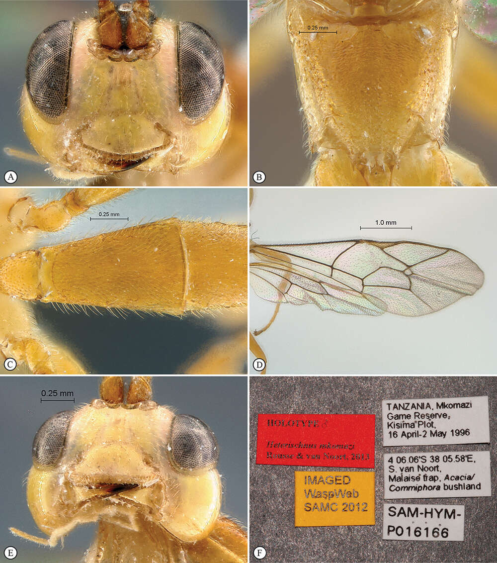 Imagem de <i>Heterischnus mkomazi</i> Rousse, van Noortan Noort & Diller 2013