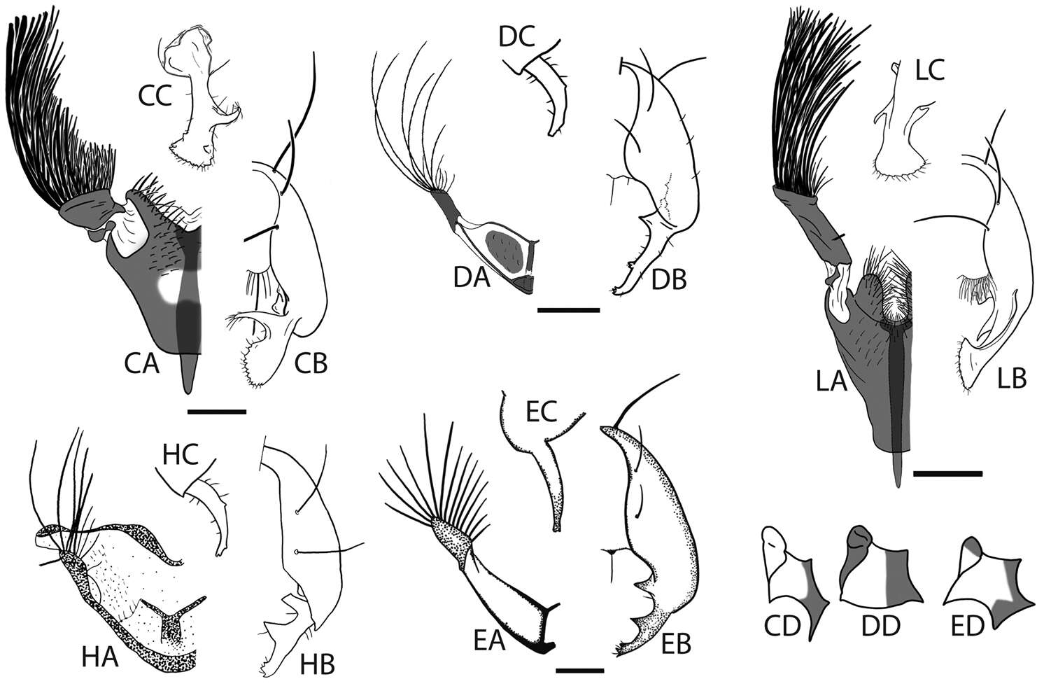 Image of Sciomyzoidea